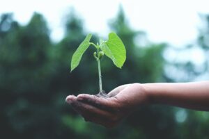 The Bold Bet Of Growth